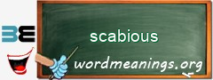 WordMeaning blackboard for scabious